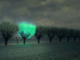 Китайские ученые намерены заменить фонари светящимися растениями