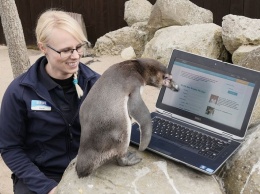 Пингвину, живущему в британском Морском центре, ради поиска партнерши пришлось зарегистрироваться на сайте