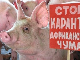 Вспышка африканской чумы свиней снова зафиксирована в Одесской области