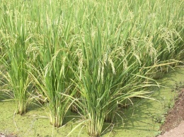 Ученые: Выращивание риса китайцами началось больше 10 тыс. лет назад