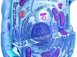 Американские биологи вычислили клетки, в которых прячется ВИЧ