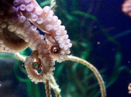 Из аквариума Приморского океанариума Владивостока сбежал осьминог