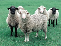 Искусственный интеллект научили распознавать боль, «написанную» на морде овцы
