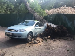 В центре Киева дерево раздавило забор и упало на автомобиль