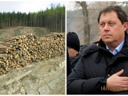 Глава Святошинского района Владимир Каретко плохо следит за сохранностью леса