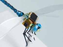 Живое насекомое превратили в способного к полетам киборга с солнечными батареями