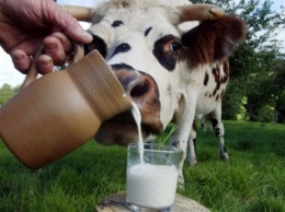 В правительстве обсуждают создание интервенционного фонда по сухому молоку