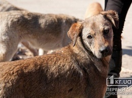 В Кривом Роге отловленных якобы для стерилизации собак, убивают, - криворожанка