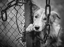 В Днепре массово вылавливают собак: Кому это нужно (ФОТО)