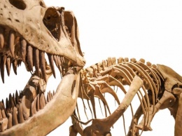 Ученые пересмотрели родословную страуса и принадлежность к динозаврам