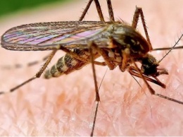 Как защититься от комаров: самые простые способы