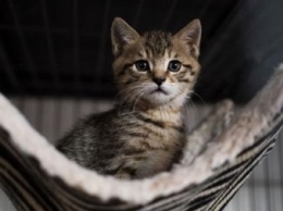 Во Франции более 200 кошек отравили неизвестным ядом