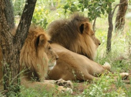 В Африке убили двух спасенных в Южной Америке львов