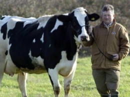В Британии фермера-магната переехал на погрузчике собственный пес (фото)