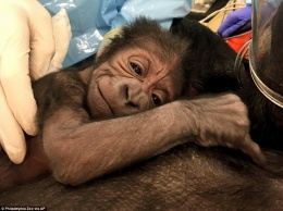 Трудные роды: чтобы 17-летняя горилла в зоопарке Филадельфии родила здорового малыша, трудились «человеческие» врачи
