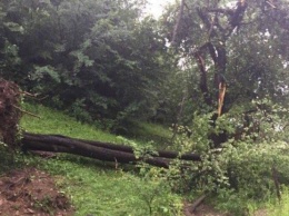 На Закарпатье пронесся ураган: повалены деревья и сорвана крыша (фото)