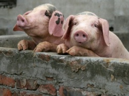 В зоне риска возникновения АЧС находится не менее 3 млн свиней - А. Лоза