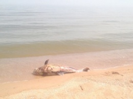 На пляже Мариуполя обнаружен мертвый дельфин (ФОТОФАКТ)