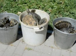 В озеро главного парка Симферополя выпустили три ведра черепах (ВИДЕО)