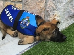В Австралии собаку уволили из полиции за дружелюбие