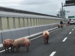 В Японии свиньи из перевернувшегося грузовика заблокировали движение (видео)