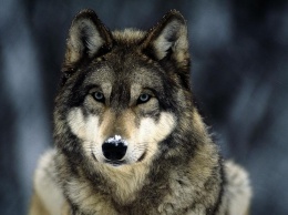 В Йеллоустонском парке численность волков достигла исторического максимума