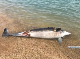 В Керчи снова нашли мертвого дельфина