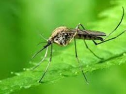 Какие растения спасут от комаров?