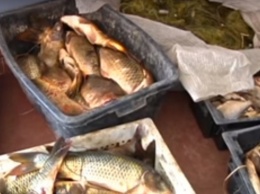На Днепропетровщине браконьеры выловили 150 кг рыбы