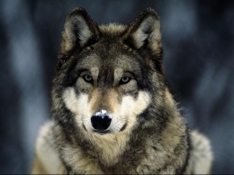 У человека хорошему не научишься: собаки более терпимы к несправедливости, чем волки. - ученые