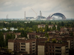 Возле Чернобыльской АЭС высадили деревья, поглощающие радионуклиды