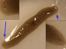 Из космоса на Землю доставили двухголового червя-мутанта