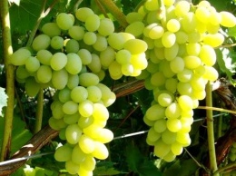 В Австралии клонировали виноград