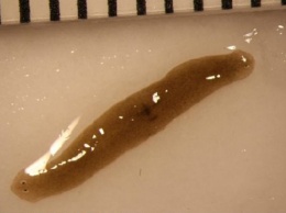 Из космоса на Землю привезли уникального двухголового червя