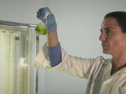 Ученые ЕС ищут рецепты здоровья в водорослях