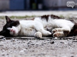 Одесских котов могут признать частью экосистемы города (ФОТО)