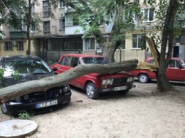 В Запорожской области ветка упала на две машины, - ФОТО