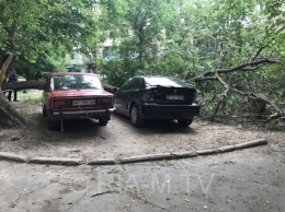В Запорожской области огромное дерево придавило два авто (Фото)