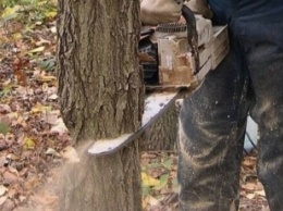 В Чернигове ради заправки и туалета уничтожат более 70 деревьев