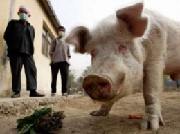 В Молдову попала зараженная АЧС свинина со свиноферм «Агрейна»