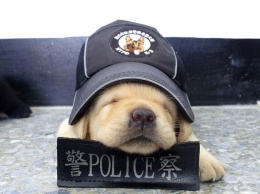 СМИ рассказали о «самой милой полицейской собаке в мире»