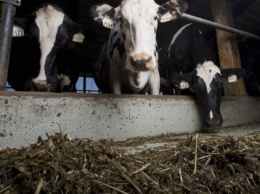 Бизнесмен купил 4 тыс. коров, чтобы в Катаре было молоко