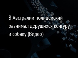 В Австралии полицейский разнимал дерущихся кенгуру и собаку (Видео)