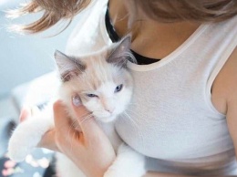 Котики и женская грудь - японец создал фотоальбом-успокоительное