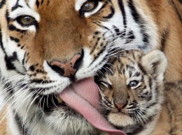 Какая прелесть: запорожцев приглашают посмотреть на новорожденный тигрят