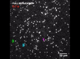 Биологи впервые сняли на видео процесс удвоения ДНК