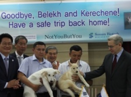 Южная Корея передала России двух клонированных щенков исчезнувшей якутской лайки