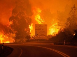В Португалии 16 человек сгорели в машинах из-за лесных пожаров