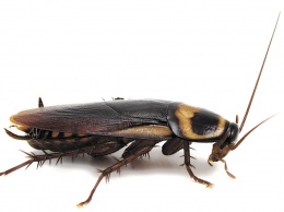 Ученые: тараканы самые живучие существа на Земле