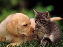 Ученые объяснили, почему кошки и собаки любят, когда их гладят по голове